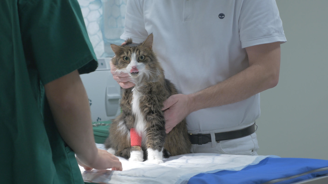 Katt som blir undersökt av en veterinär i Göteborg.