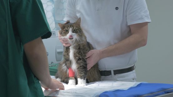 Katt som blir undersökt av en veterinär i Göteborg.