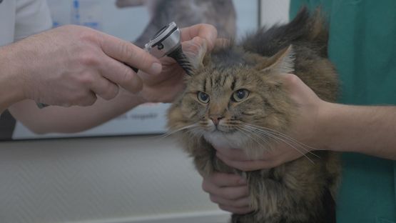 Katt som får sitt öra undersökt av veterinär i Göteborg.