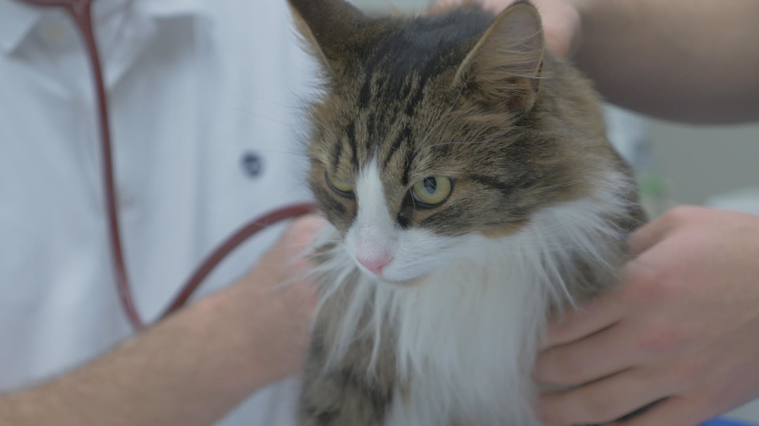 Katt som blir undersökt av en veterinär.