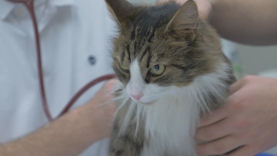 Katt som blir undersökt av en veterinär.