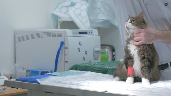 Katt som blir undersökt av en veterinär på djurklinik för katt och hund.
