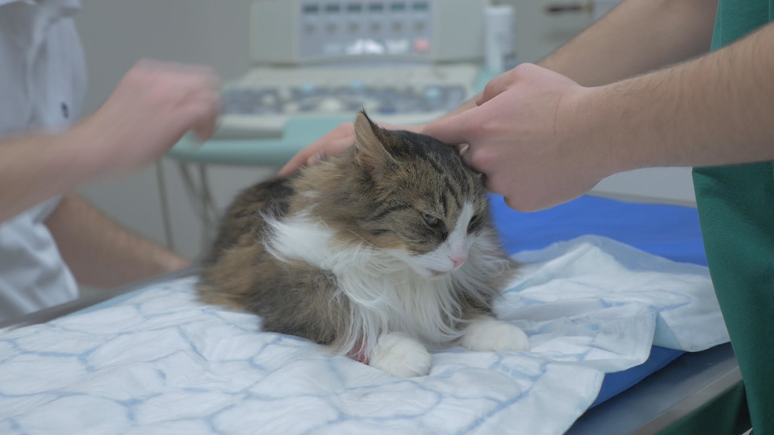 Katt som blir undersökt av en veterinär på djurkliniken Syd-Väst Kliniken.