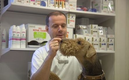 Hund hos veterinär i Fröunda