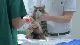 Få hjälp med din katt hos veterinär för dig som bor i Billdal och Hovås.