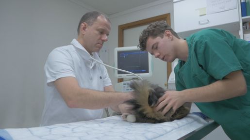 Katt som blir undersökt av två veterinärer.