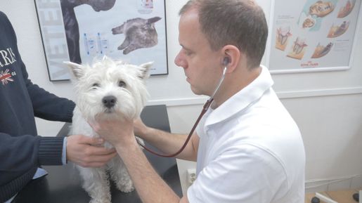 Veterinär i Billdal och Hovås som lyssnar på en mindre vit hunds hjärta. 