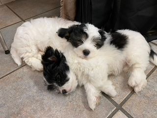 Veterinär i Billdal och Hovås som bland annat hjälper dig med hundvalpar.