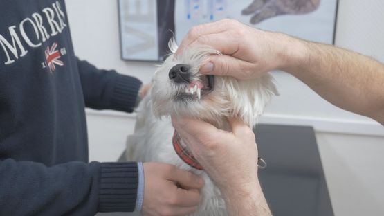 Mindre vit hund som får sina tänder undersökta av en veterinär i Göteborg.