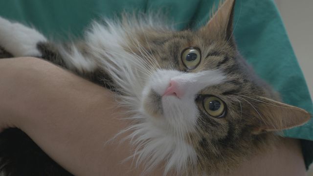Katt som ligger i en veterinärs famn.
