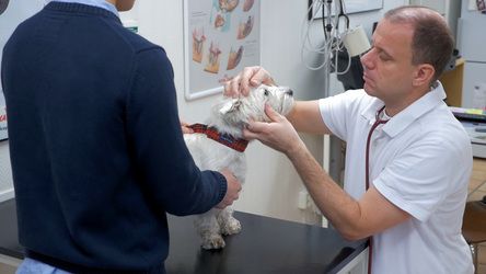 Vit mindre hund på ett undersökningsbord tillsammans med husse och veterinär