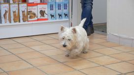 Vit mindre hund hos veterinär i Göteborg
