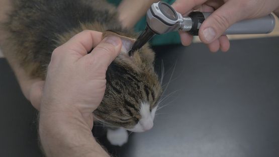 Katt som blir undersökt i örat av en veterinär på Syd-Väst Kliniken i Hovås och Billdal.