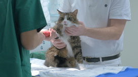 Katt hos en veterinär i Göteborg